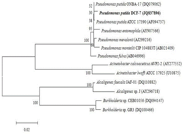 Dicofol degrading bacterium and soil restoration application