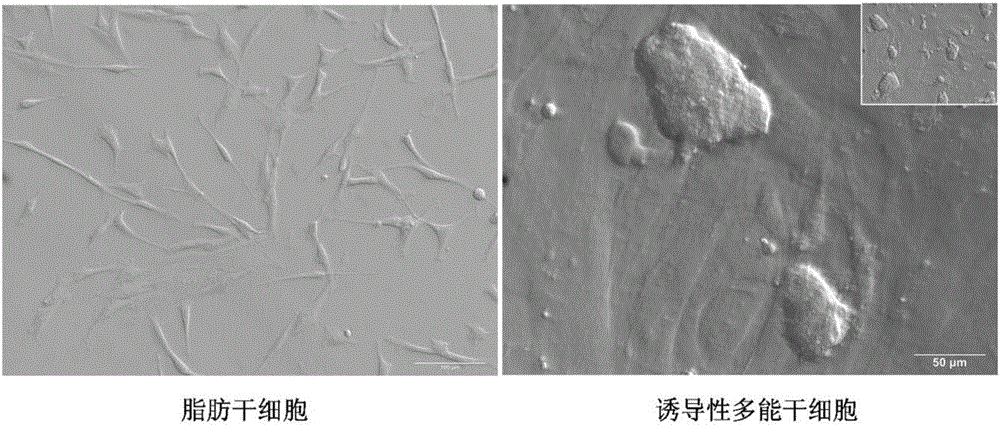 A method for efficiently obtaining porcine induced pluripotent stem cells