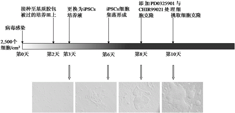 A method for efficiently obtaining porcine induced pluripotent stem cells