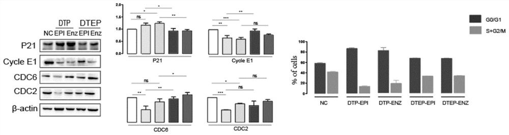 Application of stachyose in preparation of medicine for treating castration-resistant prostate cancer