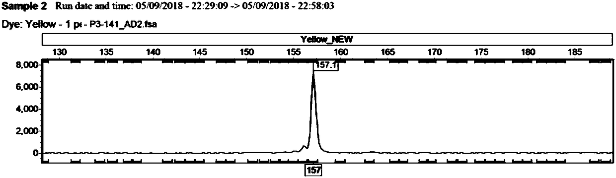 Microsatellite primer applied to Chinese sturgeon and acipenser dabryanus species identification and application thereof