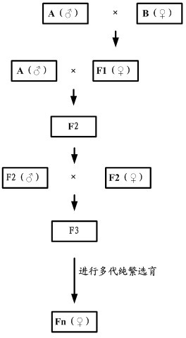 Method for breeding blue-lower-leg spotted-brown-feather laying hens with high egg yields