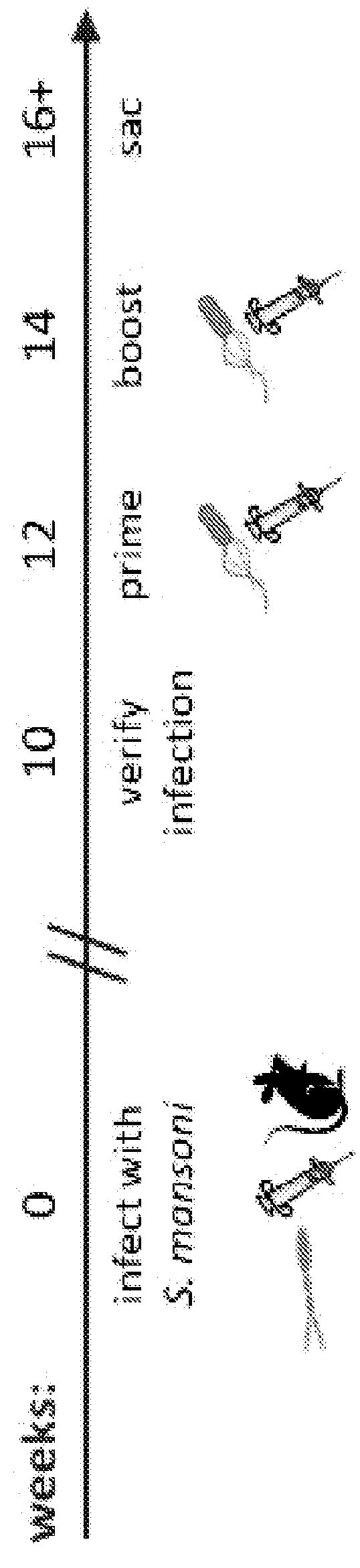 Use of <i>Listeria </i>vaccine vectors to reverse vaccine unresponsiveness in parasitically infected individuals