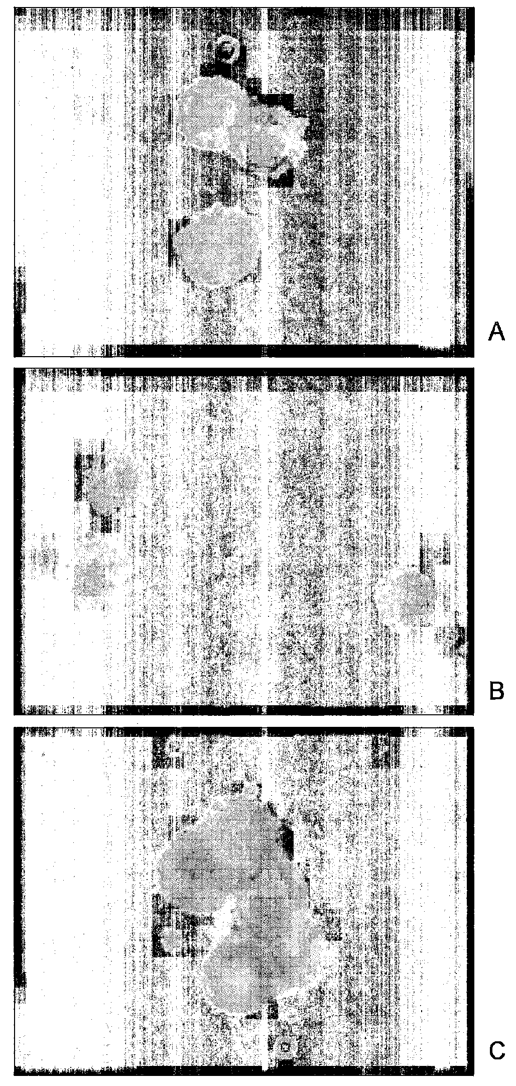 Use of Antisecretory Factors (AF) for Optimizing Cellular Uptake