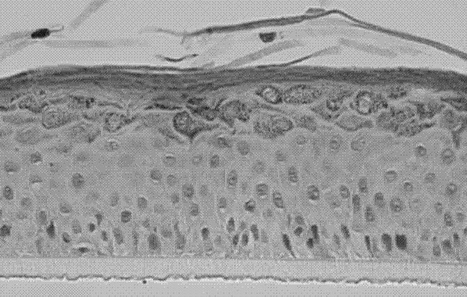 Gas-liquid level growth medium for melanin and keratinocytes for constructing reconstituted skin model