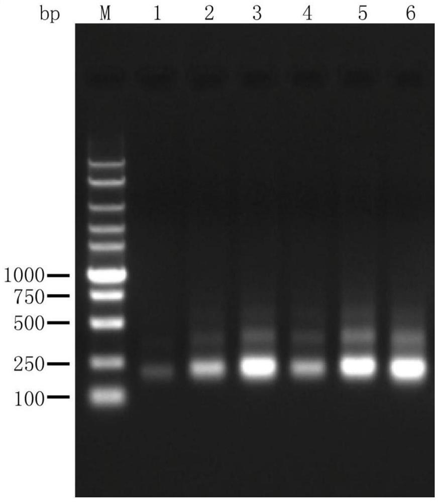 Enzyme composition, buffer reagent and sequencing library construction method for cfDNA end repair