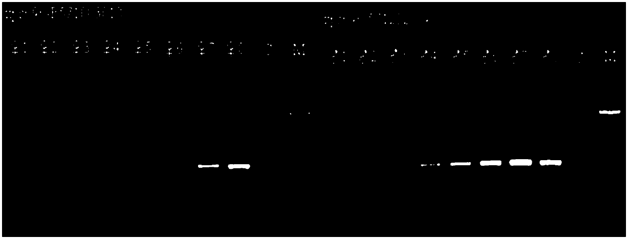 Kelp gametophyte DNA solution preparation method and sex determination method