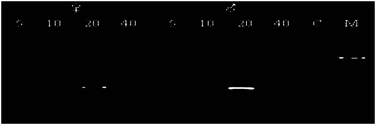 Kelp gametophyte DNA solution preparation method and sex determination method