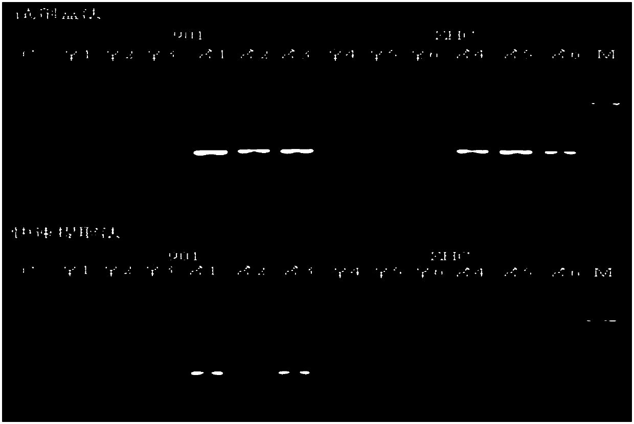 Kelp gametophyte DNA solution preparation method and sex determination method