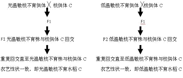 Method for preparing rice nuclear male-sterile line through hybridization