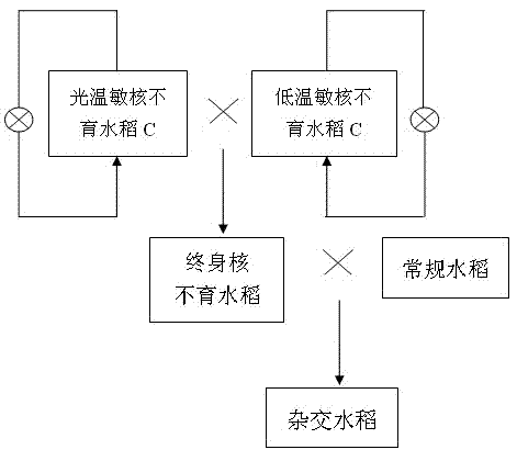 Method for preparing rice nuclear male-sterile line through hybridization