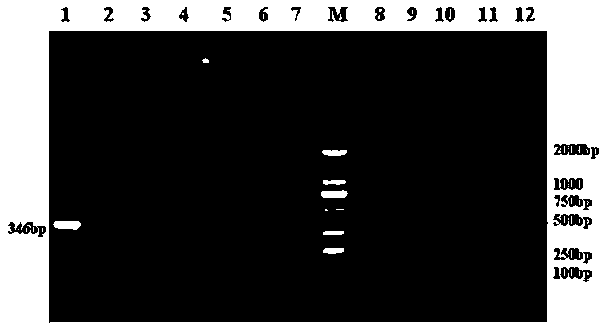 Nested PCR (polymerase chain reaction) detection method for mycoplasma hyorhinis