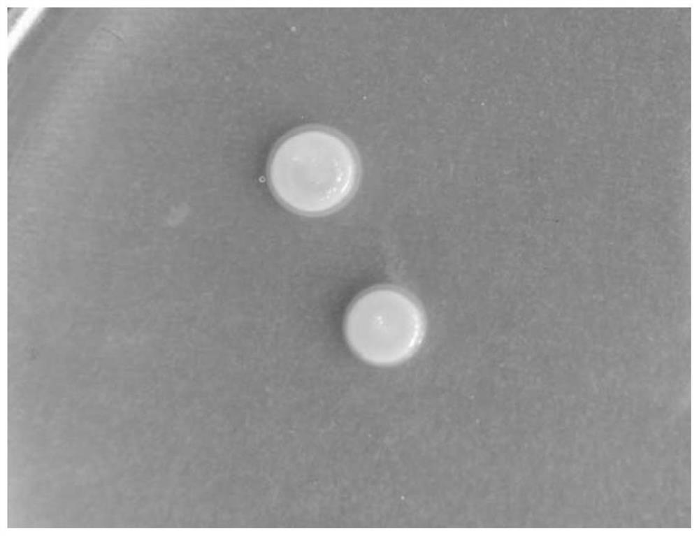 Pantoea agglomerans and application thereof in prevention and treatment of pepper diseases