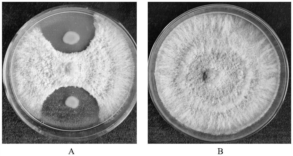 Pantoea agglomerans and application thereof in prevention and treatment of pepper diseases