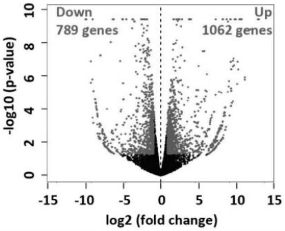 Application of autophagy-deacetylase SIRT3 regulation axis in blood anti-aging