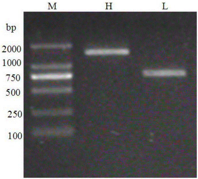 Human-mouse chimeric monoclonal antibody for human von willebrand factor A3 region as well as preparation method and application of human-mouse chimeric monoclonal antibody