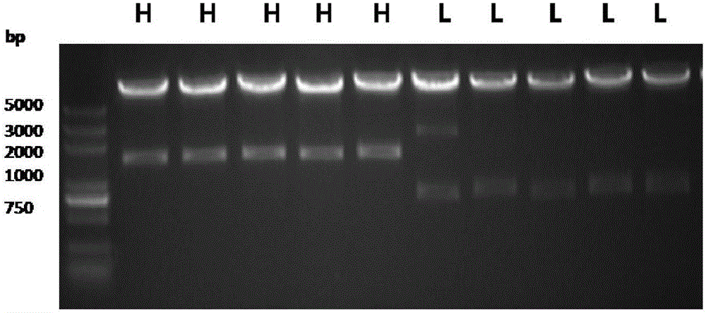 Human-mouse chimeric monoclonal antibody for human von willebrand factor A3 region as well as preparation method and application of human-mouse chimeric monoclonal antibody