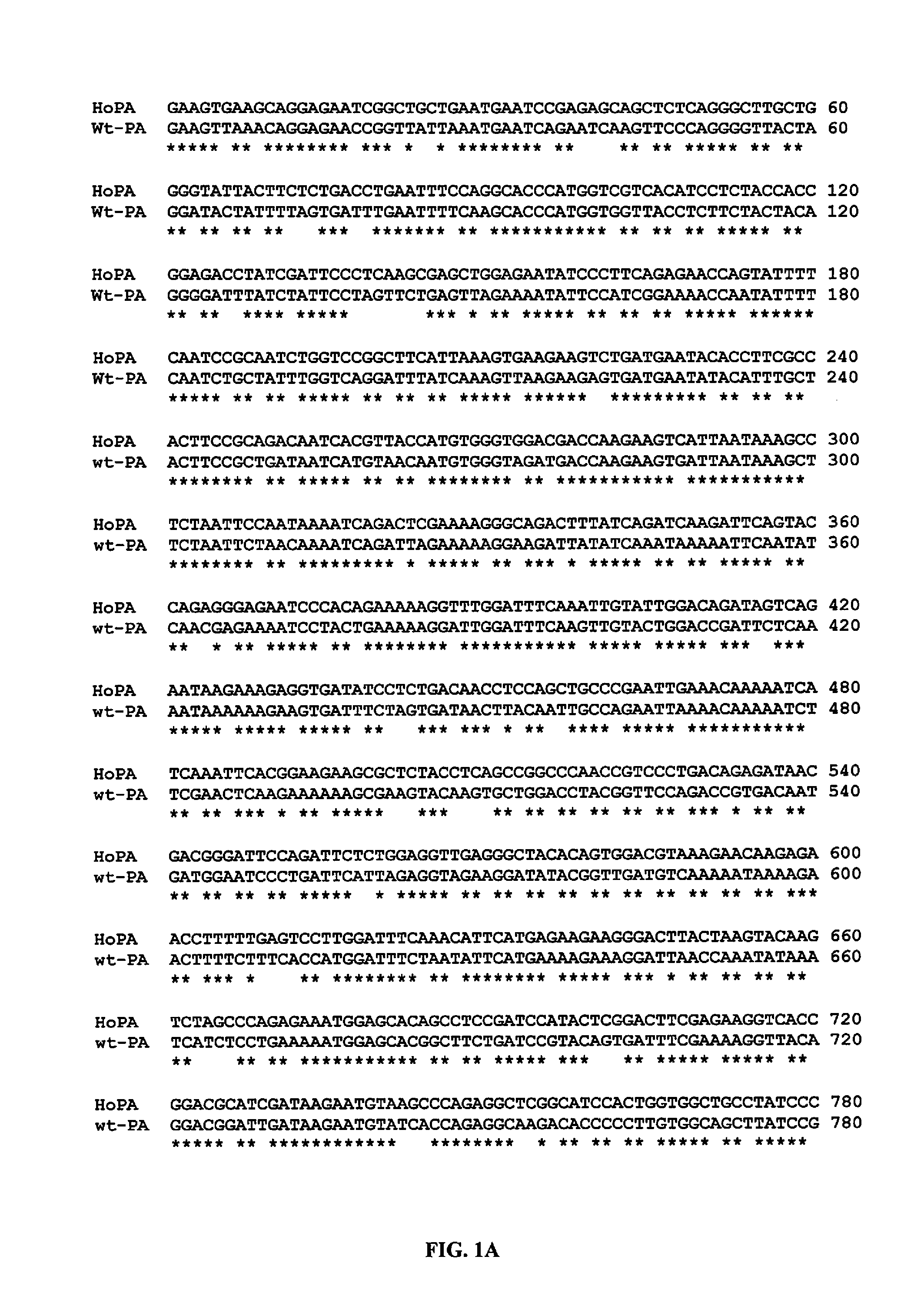 Human optimized Bacillus anthracis protective antigen