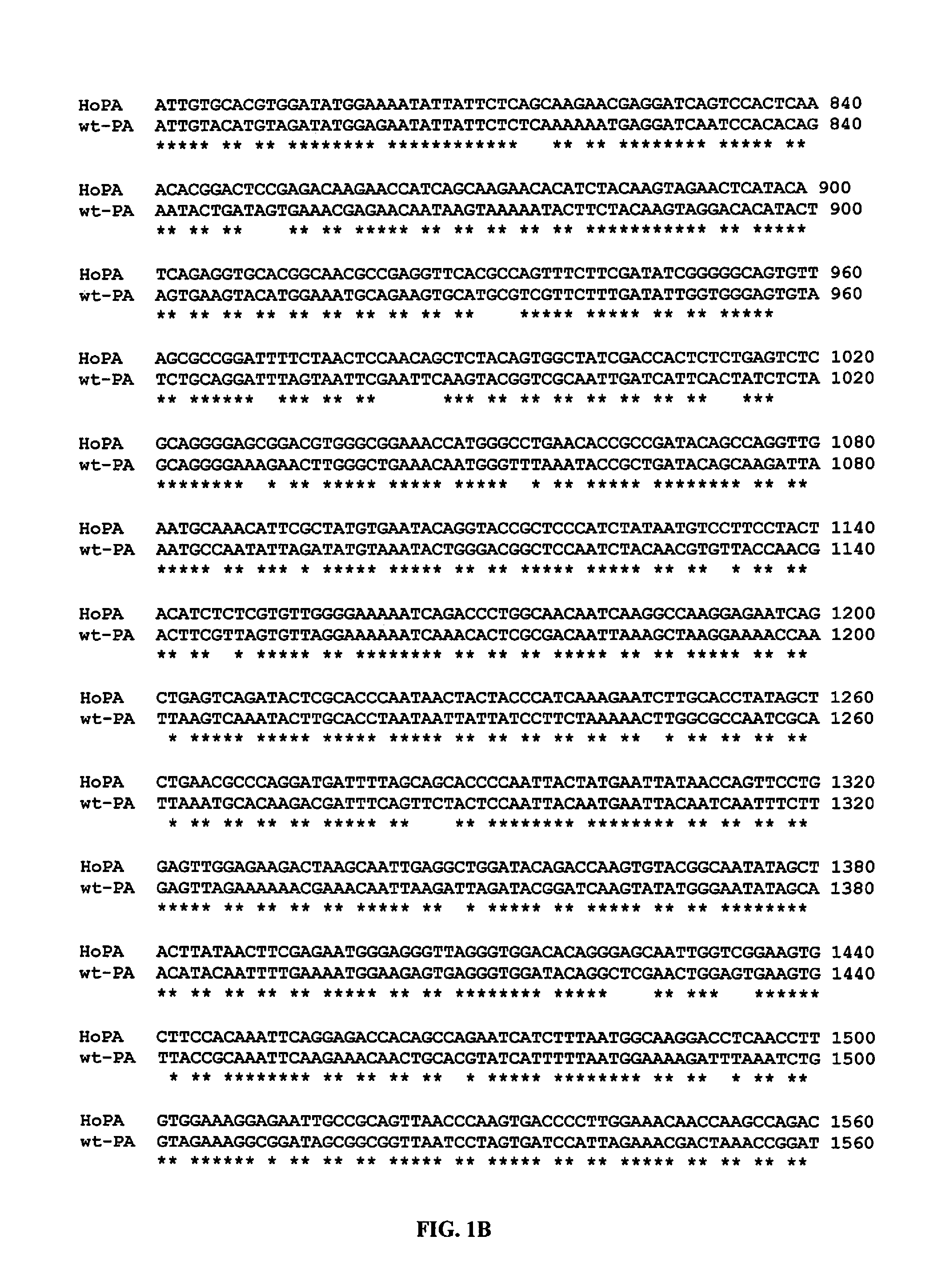 Human optimized Bacillus anthracis protective antigen