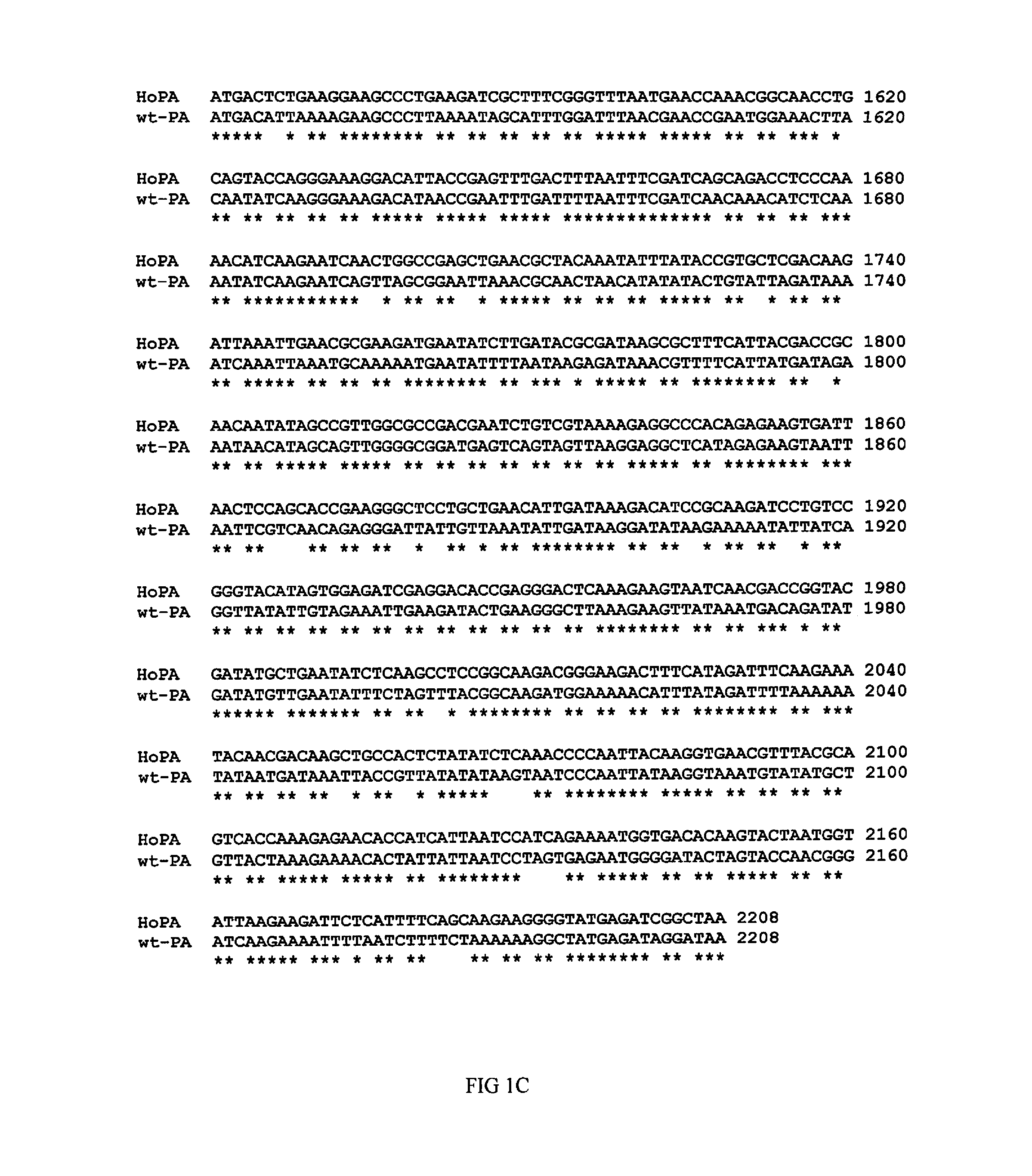 Human optimized Bacillus anthracis protective antigen