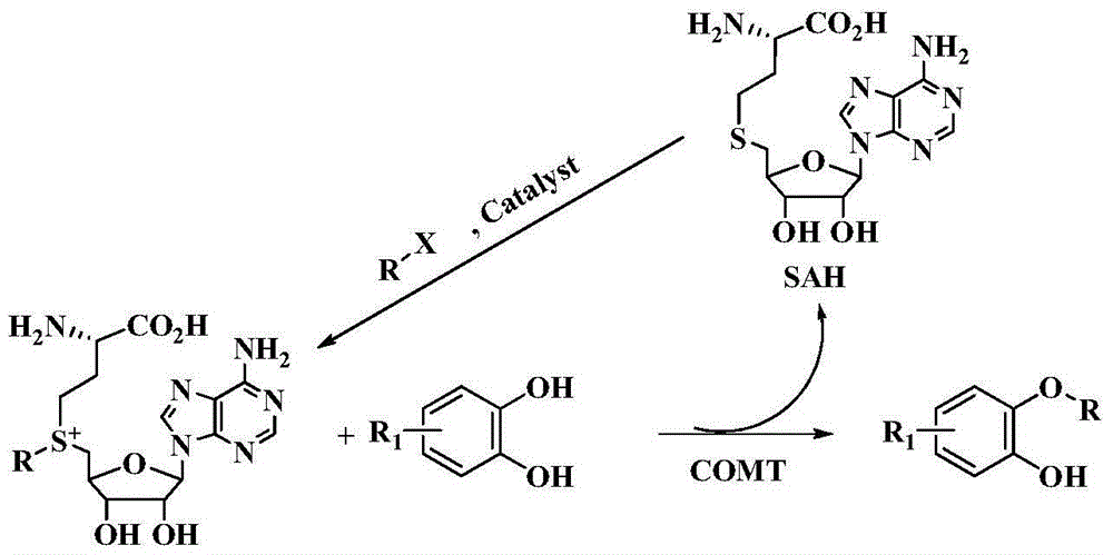 Method for biologically catalyzing hydrocarbylation of catechols