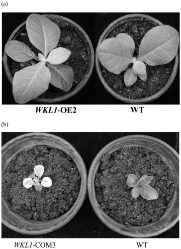 Application of kale albino gene wkl1 in plant albinism