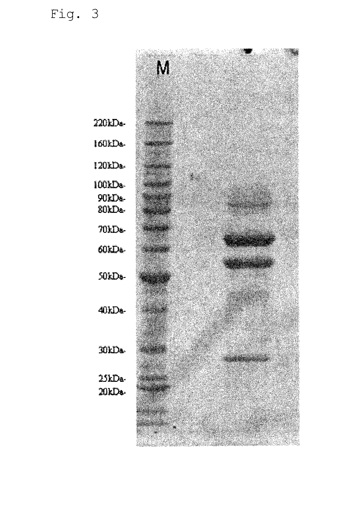 Novel glucose dehydrogenase