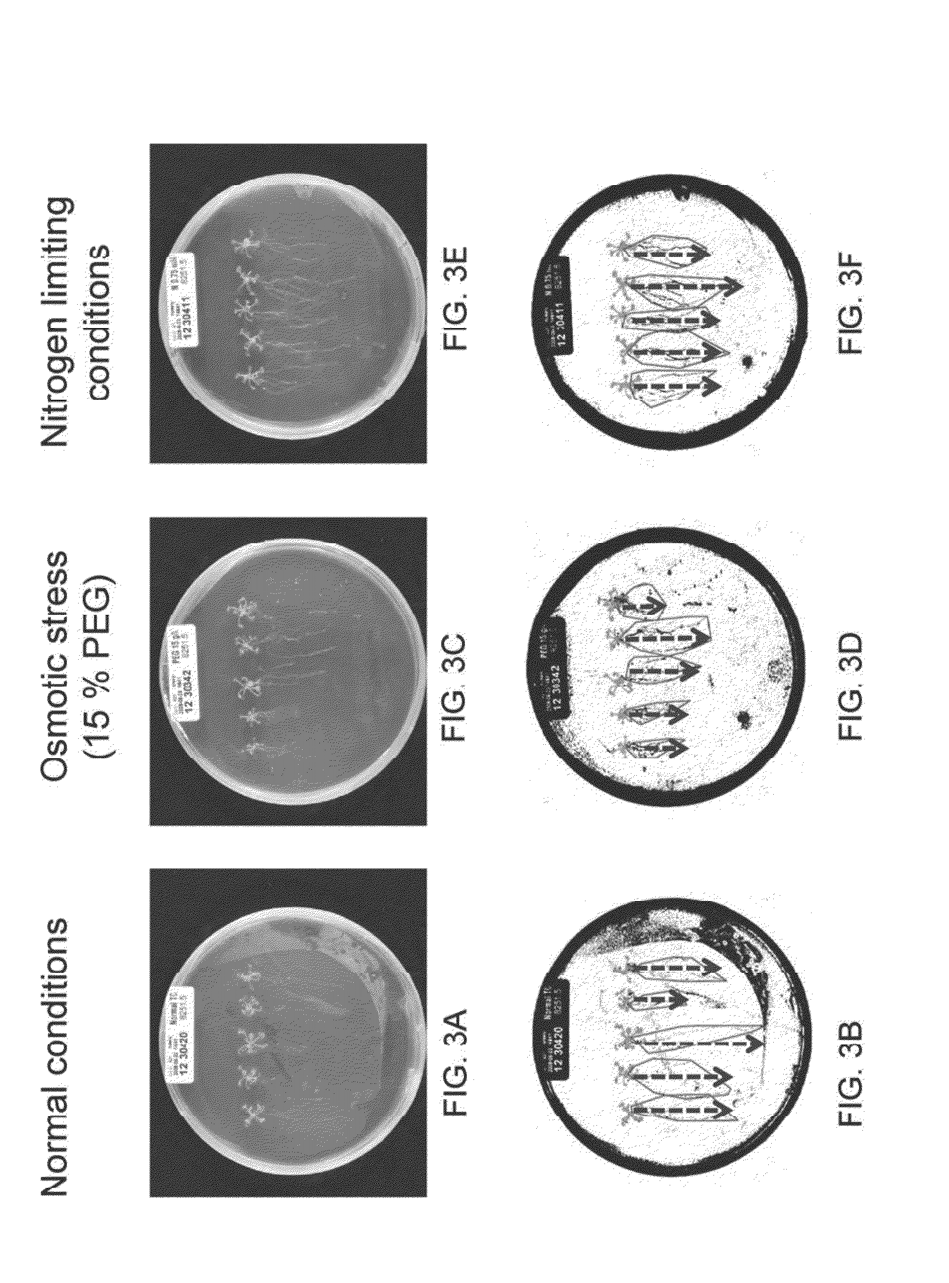 Isolated polynucleotides and polypeptides, and methods of using same for increasing plant yield and/or agricultural characteristics