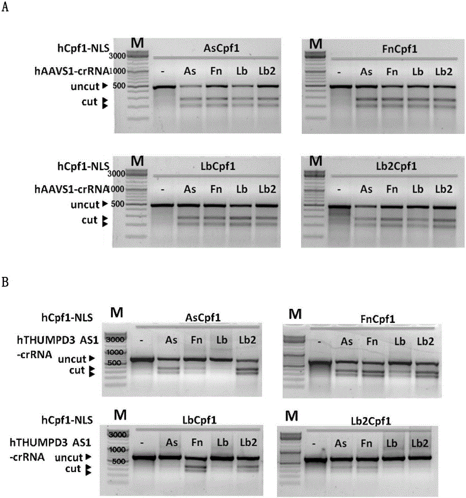 Application of CRISPR (clustered regularly interspaced short palindromic repeats)/Cpf1 system with compounded crRNA in gene editing