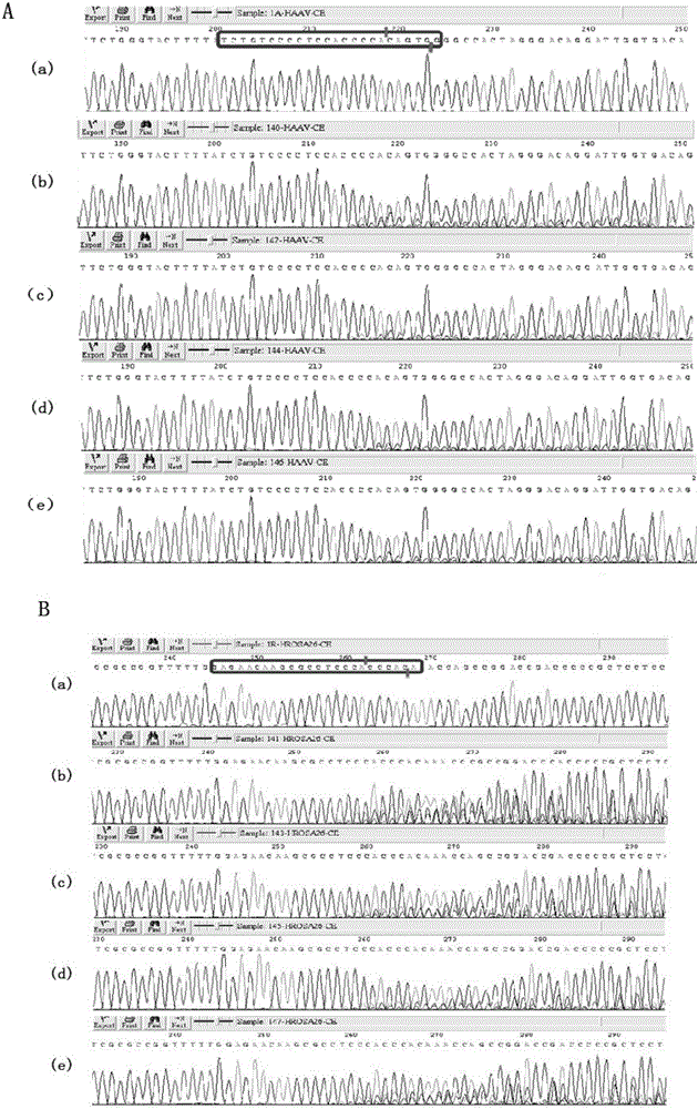 Application of CRISPR (clustered regularly interspaced short palindromic repeats)/Cpf1 system with compounded crRNA in gene editing