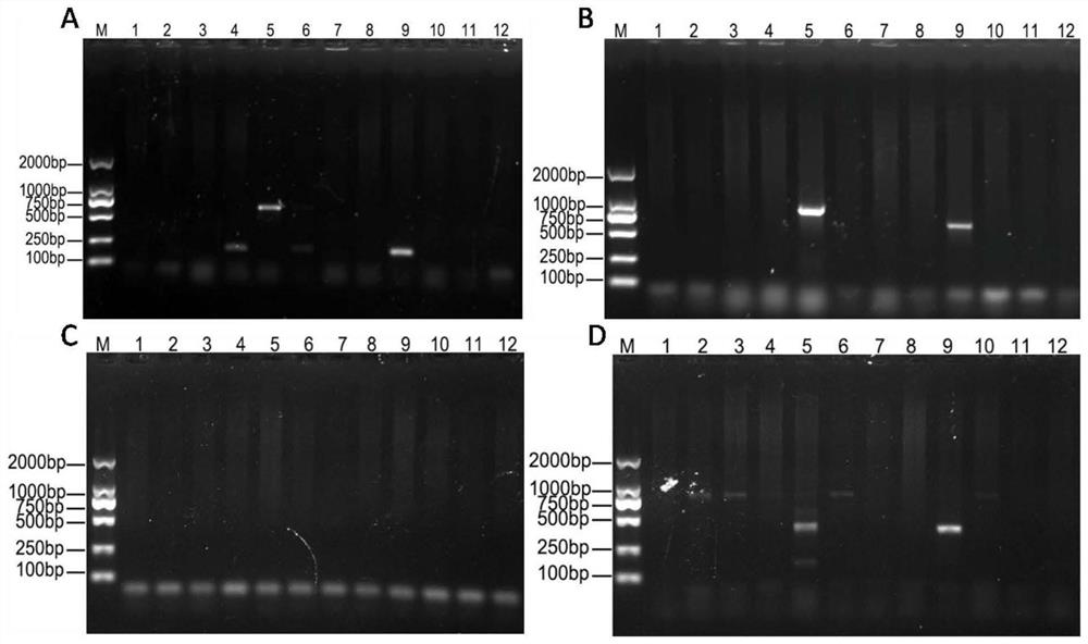 A PCR detection primer and kit for Riemerella anatipestifer virulent phage