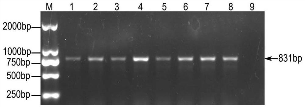 A PCR detection primer and kit for Riemerella anatipestifer virulent phage