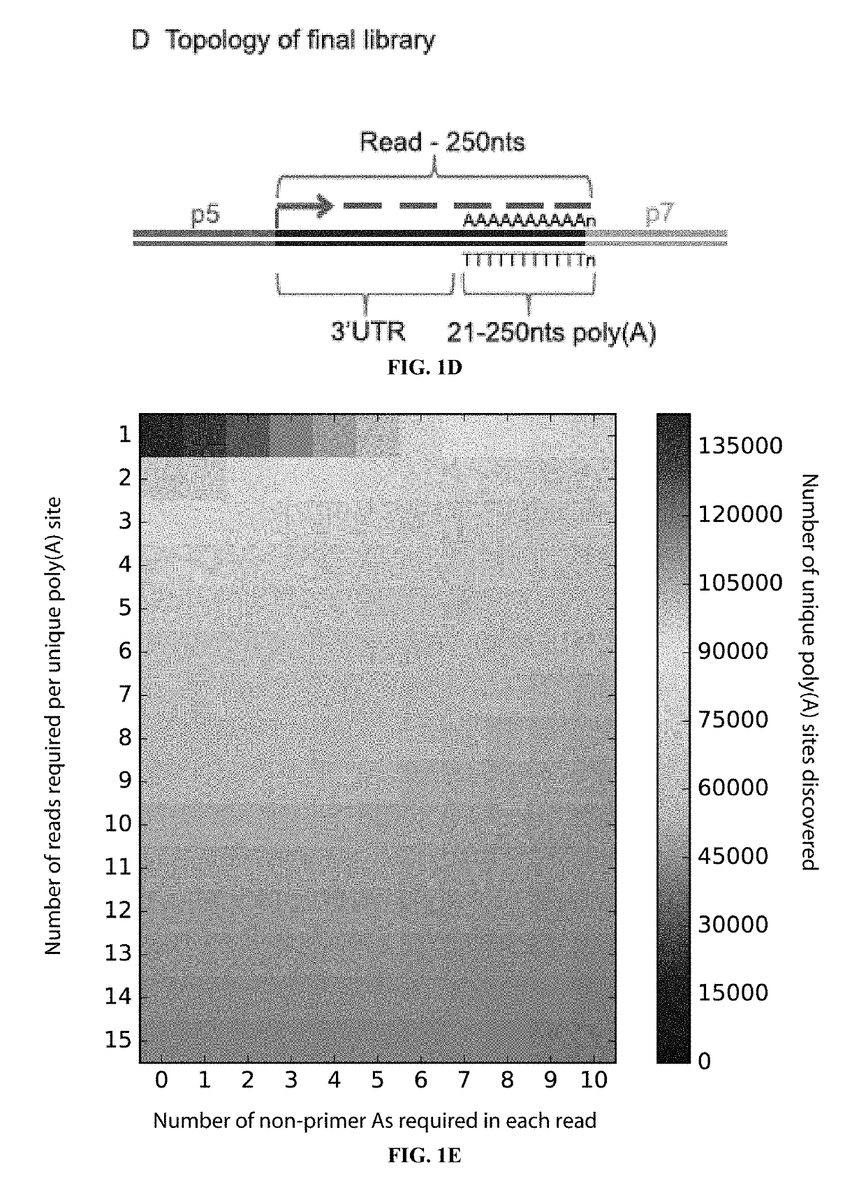 Poly(A)-ClickSeq Click-Chemistry for Next Generation 3-End Sequencing Without RNA Enrichment or Fragmentation