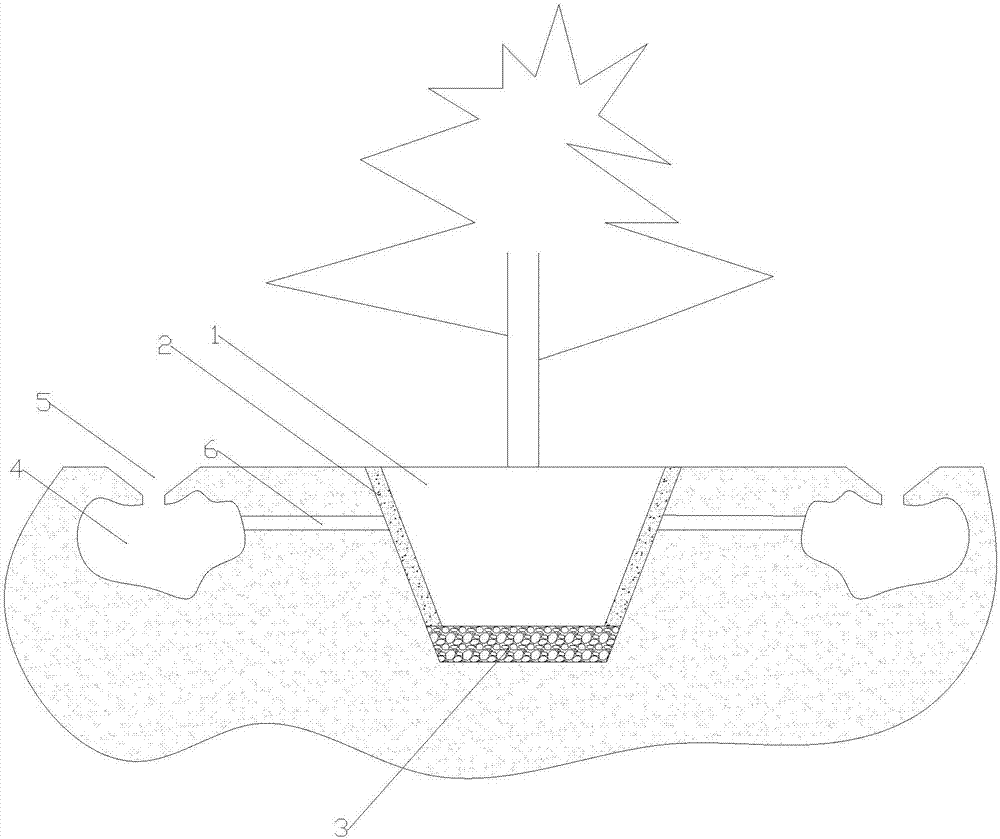 Method for transplanting Ulmus pumila trees on saline and alkaline land