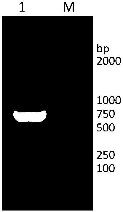 Recombinant fusion protein containing arctic ground squirrel hepatitis virus core protein, preparation method and applications thereof