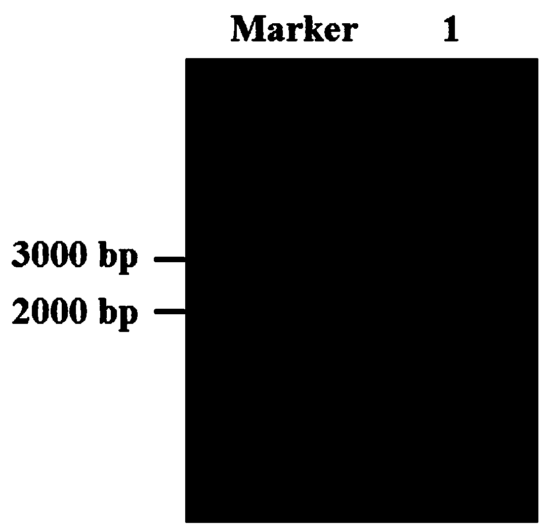 Promoter used for corn low phosphor stress inducible expression, and applications thereof