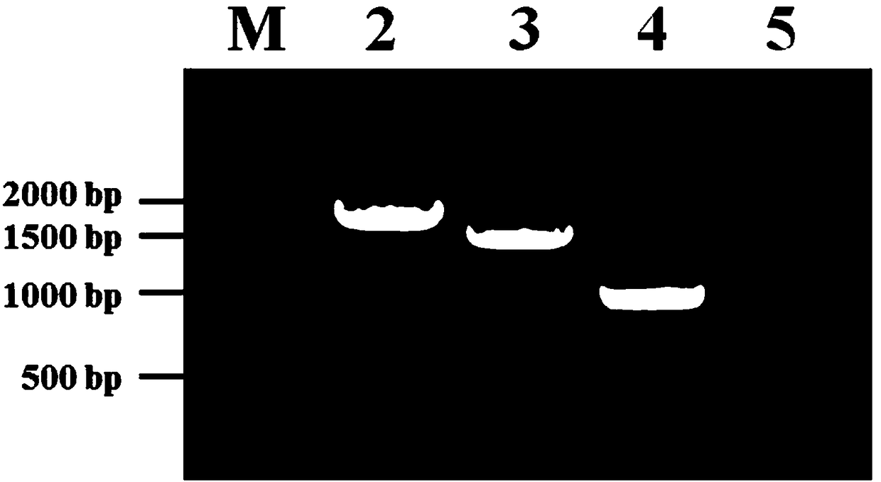 Promoter used for corn low phosphor stress inducible expression, and applications thereof