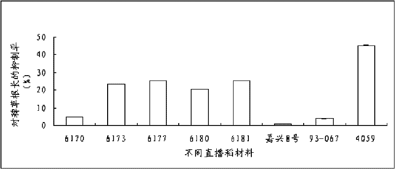 A rapid laboratory screening method for rice with weed suppression function