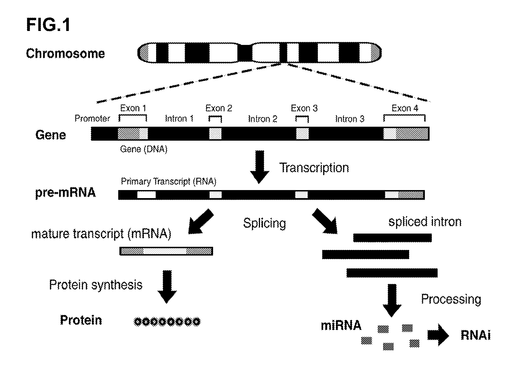 Novel Transgenic Methods Using intronic RNA