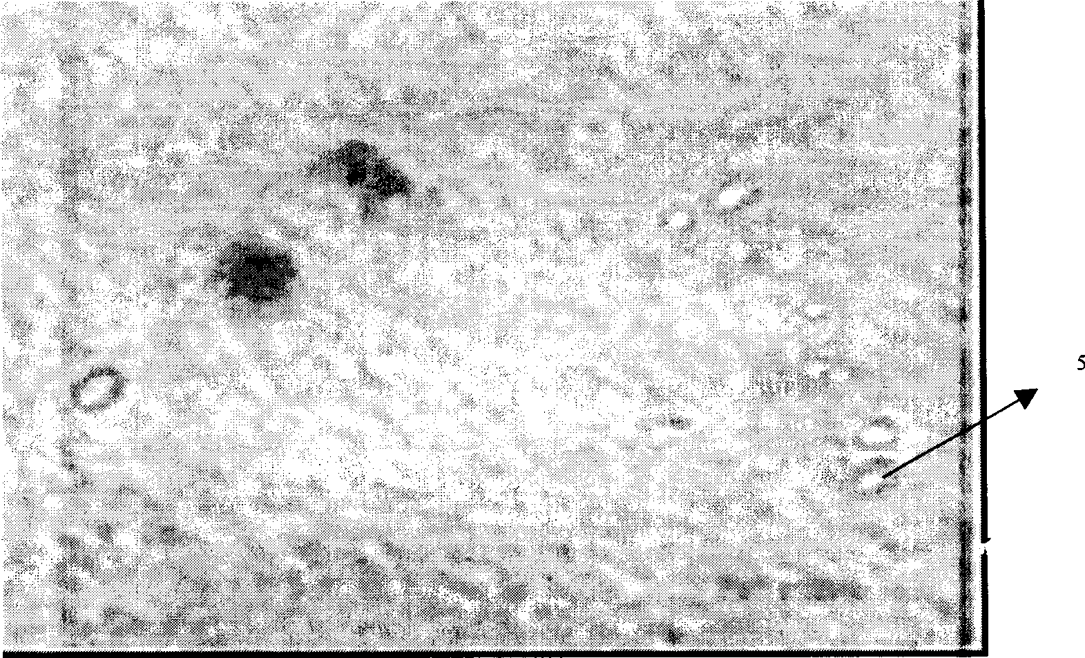 Multi-layer nuclear shell structural fluorin-containing polymer particle and thermoplastic polyolefin product having the same