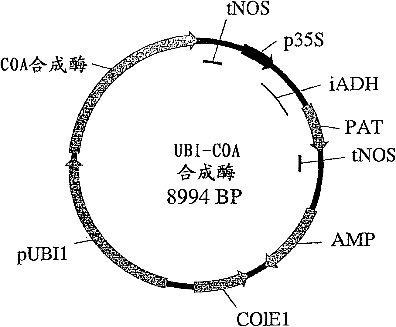 A method of selectively producing male or female sterile plants