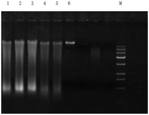 DNA extracting agent, DNA extracting method and DNA extracting kit