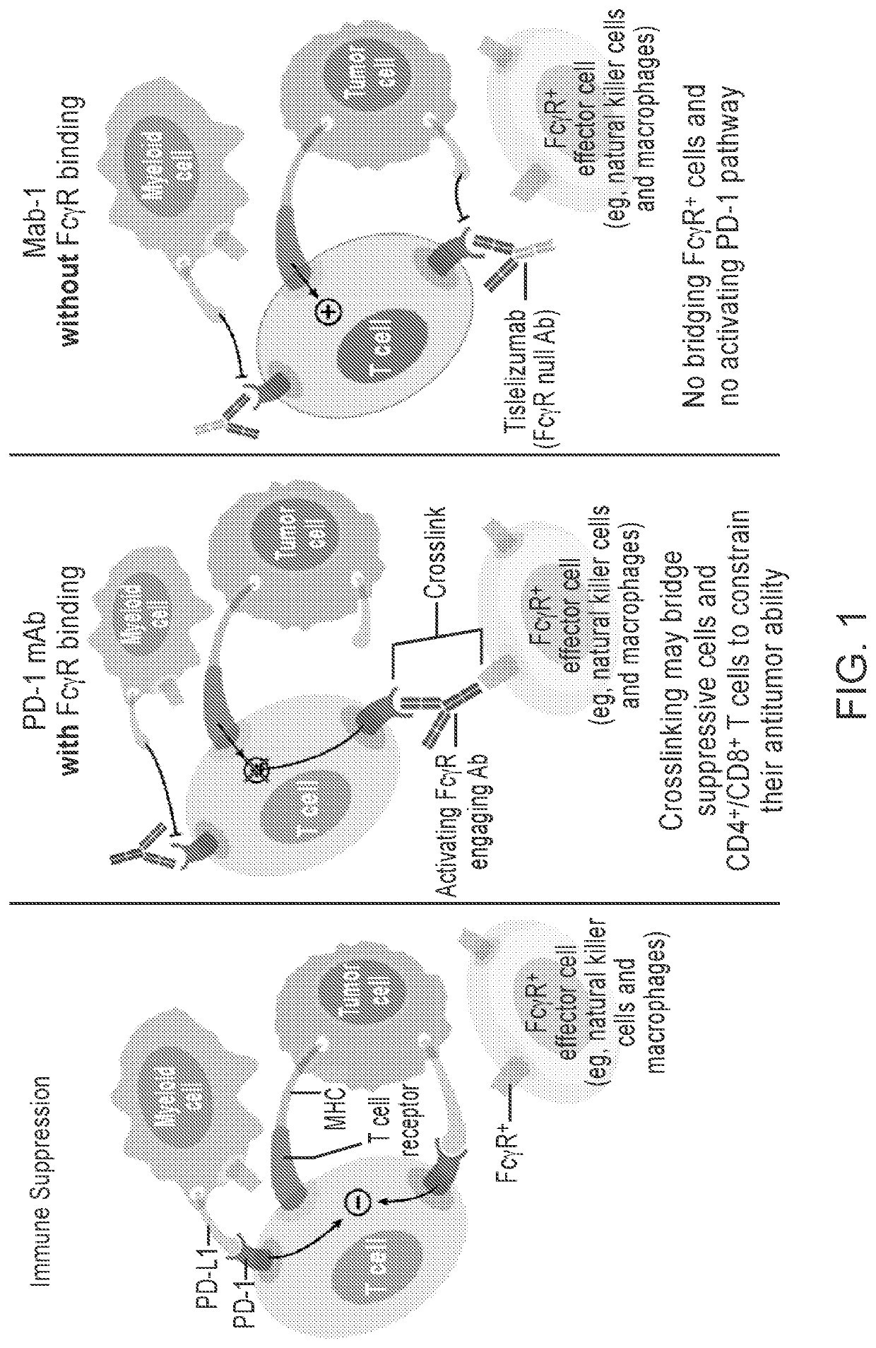 Immunomonotherapy for urothelial carcinoma