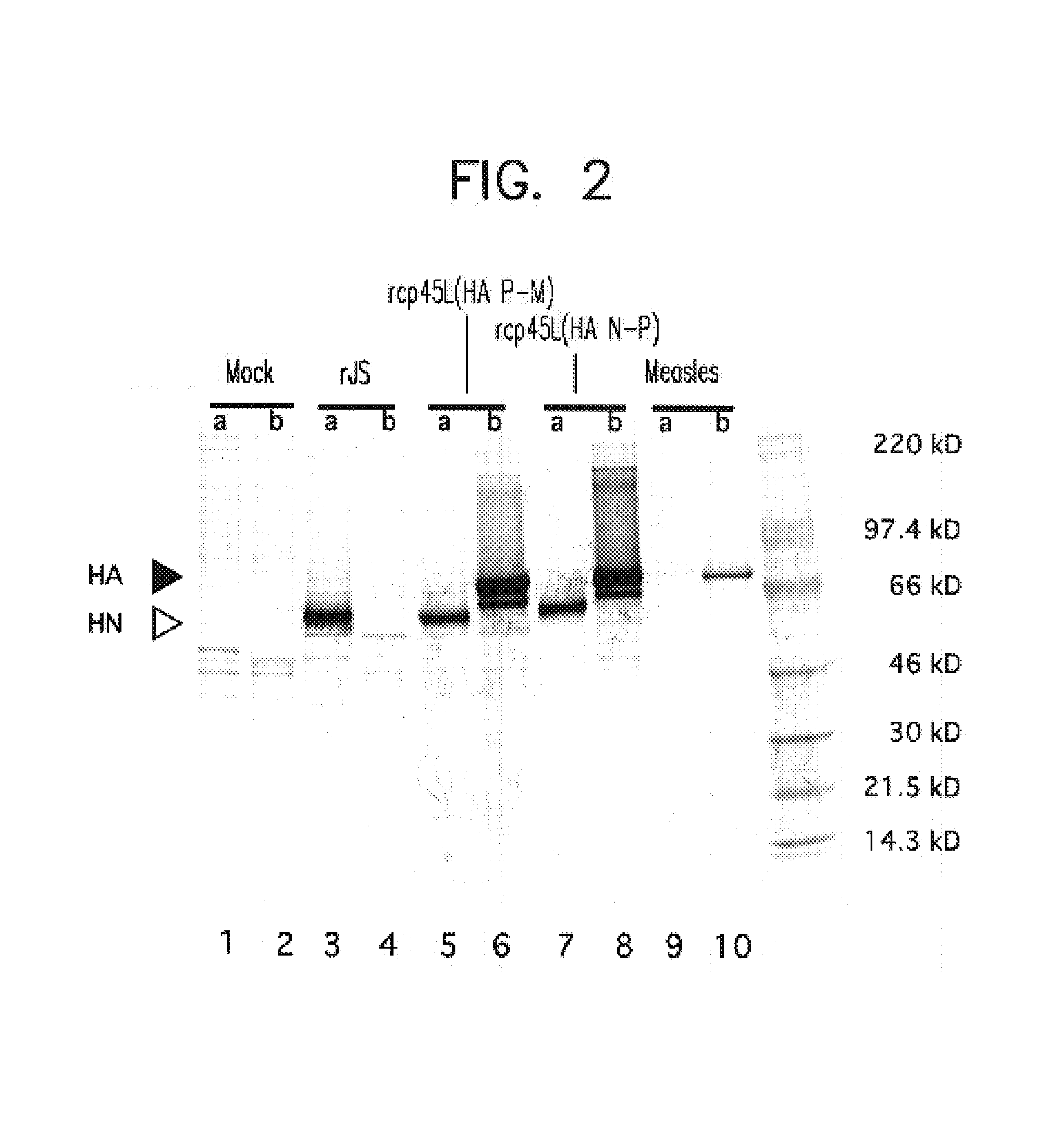 Construction and use of recombinant parainfluenza viruses expressing a chimeric glycoprotein