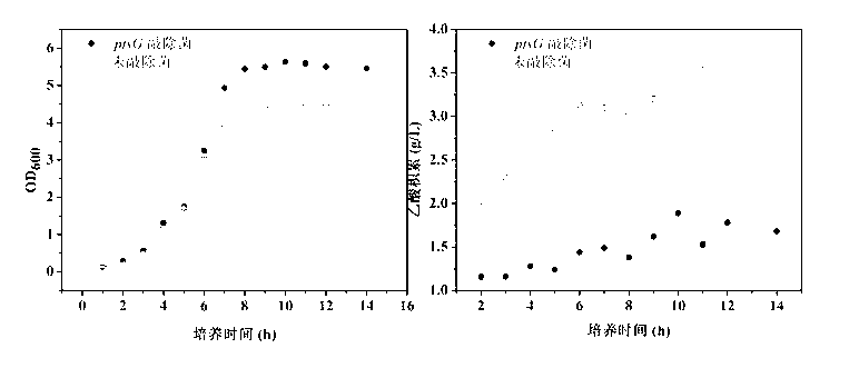 ptsG gene knocked out recombination bacterial efficiently expressing human-like collagen protein, construction method thereof, and protein expression