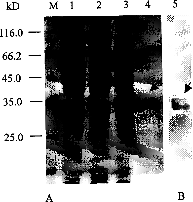 Recombinant water fowl flu rius H7 subtype hemagglutinin antigen and its prepn process and use