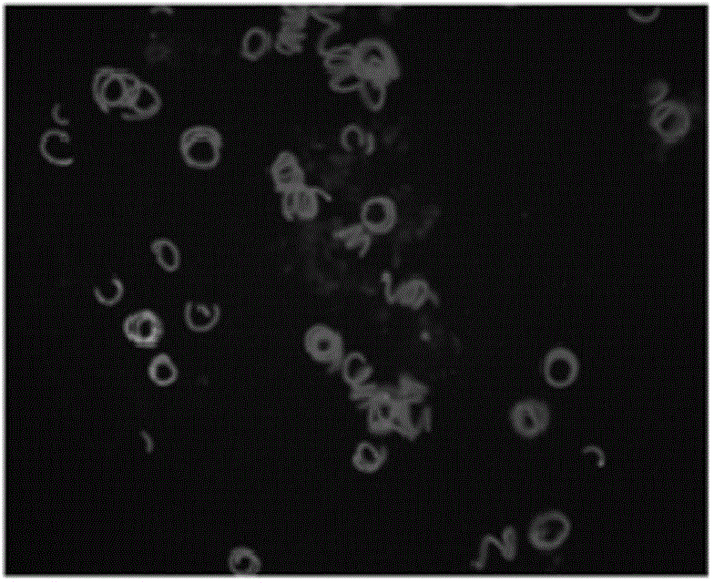 Method for transferring exogenous genes into spiral seaweeds with transposons as medium