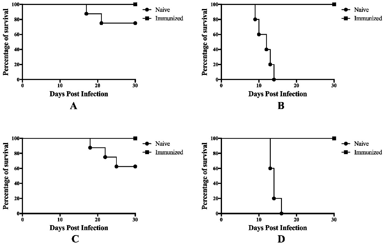 Attenuated live vaccine for preventing toxoplasma gondii infection and application of attenuated live vaccine