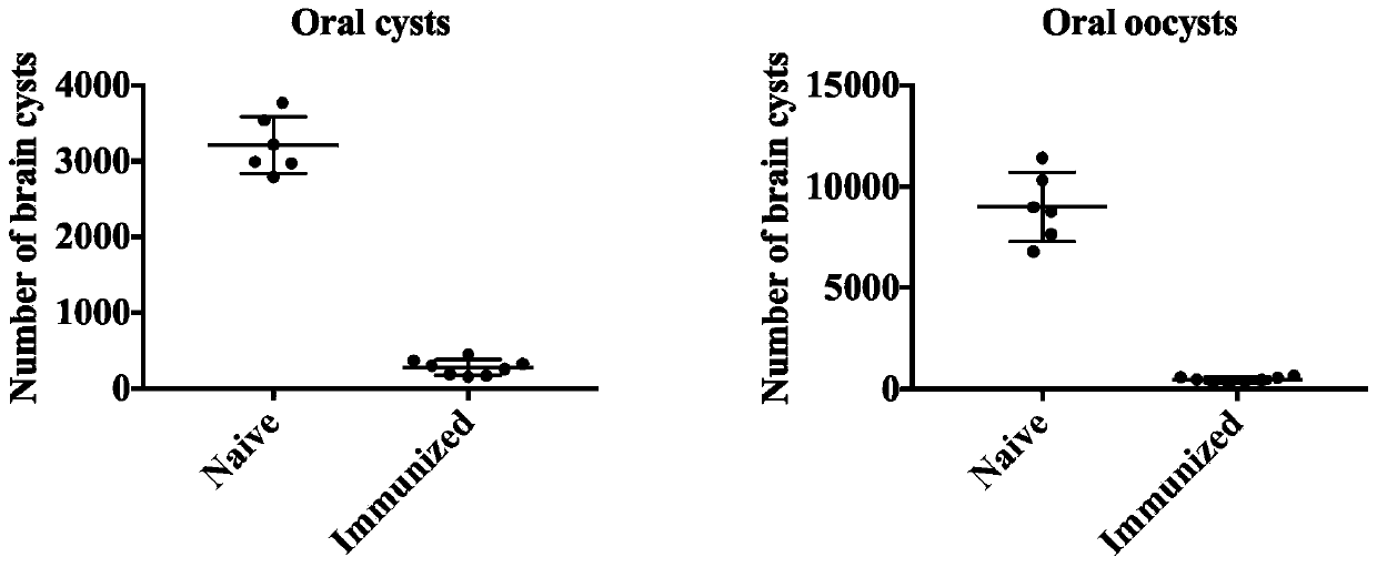 Attenuated live vaccine for preventing toxoplasma gondii infection and application of attenuated live vaccine