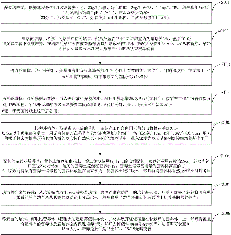 Method for multiplying vetiver seedlings by means of calluses